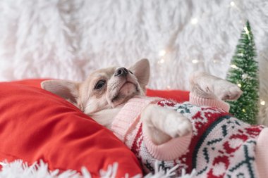 bytte rundt Madison tyveri Juletrøjer til hund & kat | Køb en julesweater til dine kæledyr her!